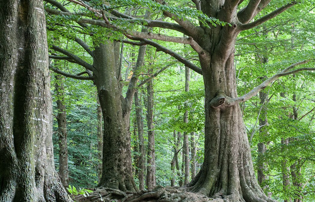 Montseny. Descubre el interior de Barcelona