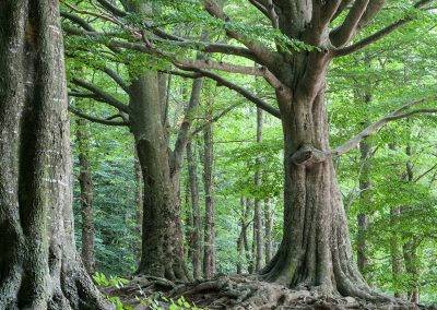 Montseny. Descubre el interior de Barcelona